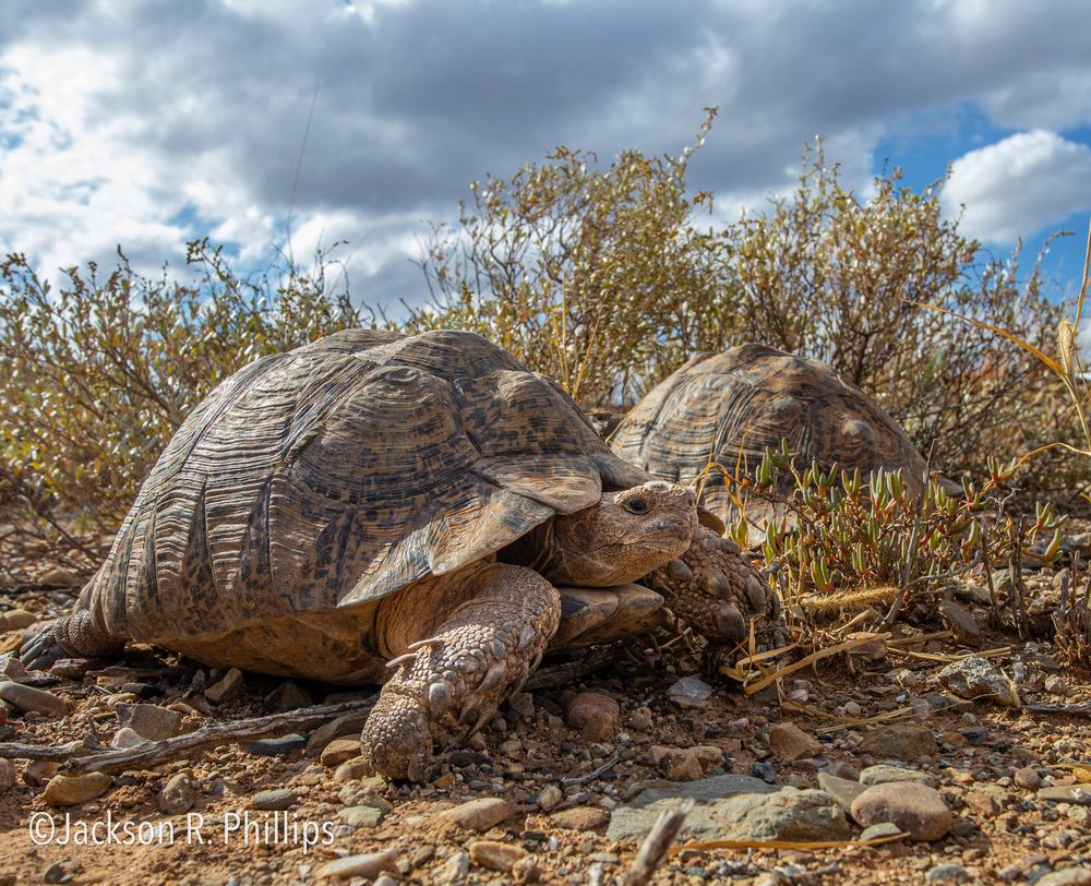 Stigmochelys pardalis