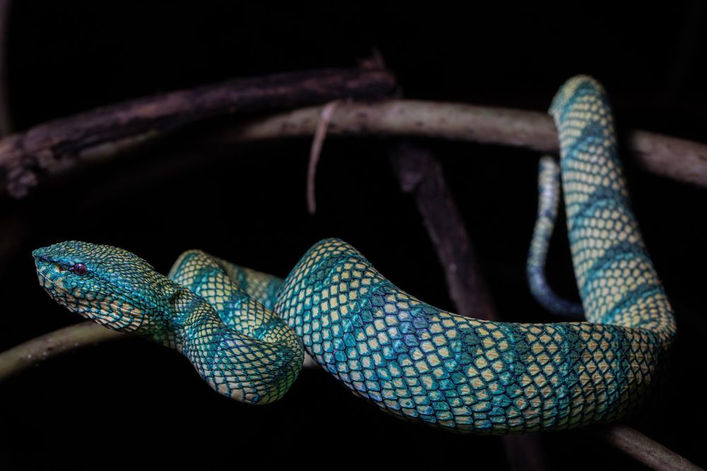 Tropidolaemus subannulatus, sarawak